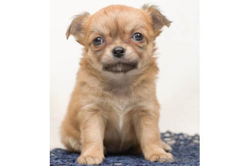 成約済の千葉県のチワワ(ロングコート)-219960の4枚目